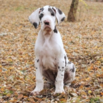 Brutus, harlequin Great Dane for sale