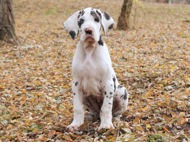 Great Dane puppy for sale