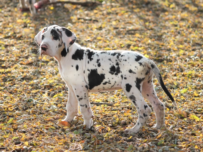 Great Dane puppy for sale