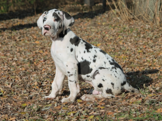 Great Dane puppy for sale