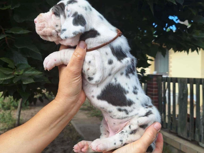 Great Dane puppy for sale