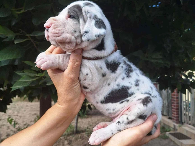 Great Dane puppy for sale