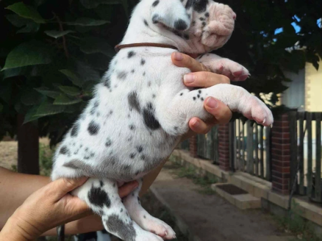 Great Dane puppy for sale