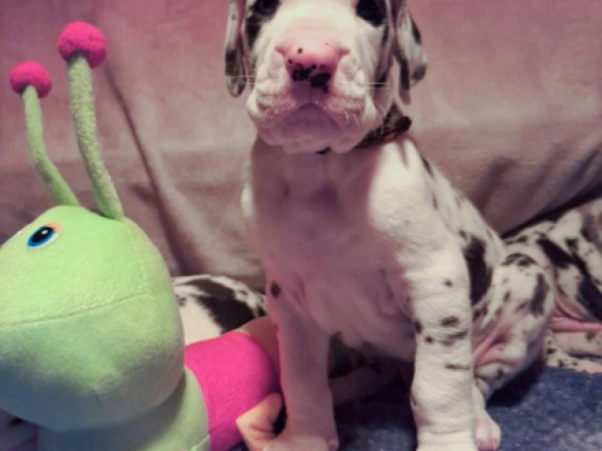 Great Dane puppy for sale