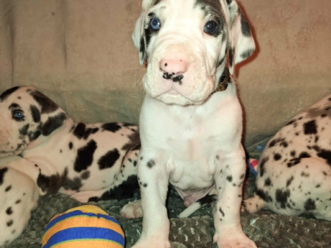Great Dane puppy for sale