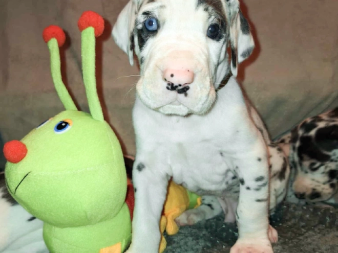 Great Dane puppy for sale