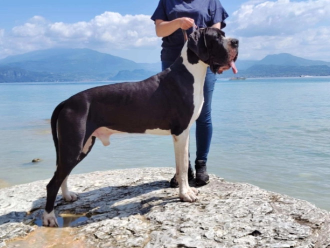 Deutsche Dogge Welpe kaufen