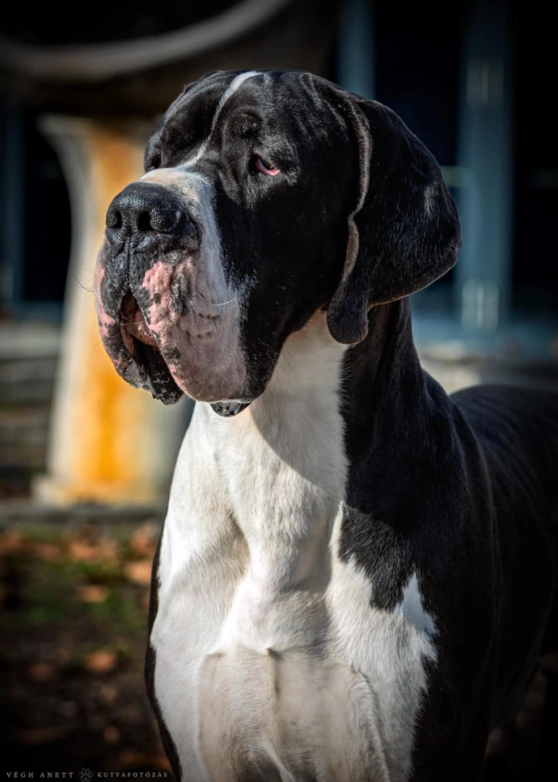 Dane Weight Great Dane 200 Pounds Brutus Great Dane Puppy For Sale