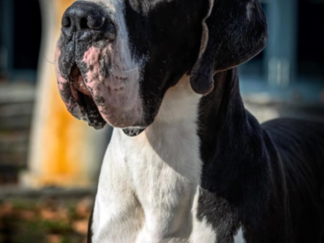 Deutsche Dogge Welpe kaufen