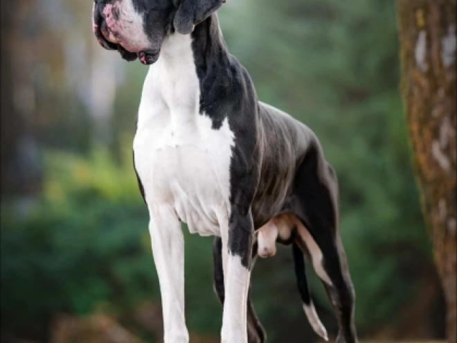 Deutsche Dogge Welpe kaufen