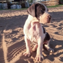 Ivy, harlequin Great Dane for sale