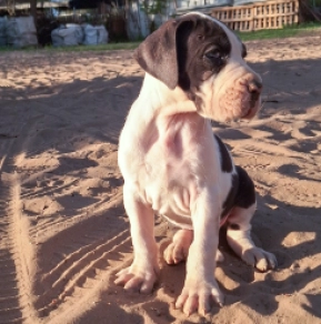 Great Dane puppy for sale