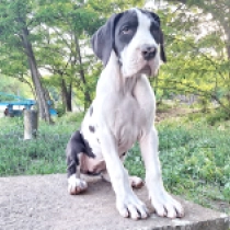 Ivy, harlequin Great Dane for sale