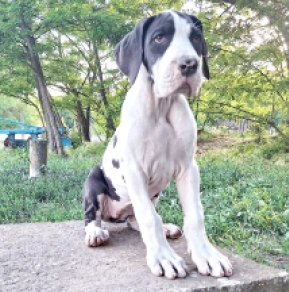 Deutsche Dogge Welpe kaufen