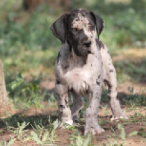 Ishana, merle Great Dane for sale