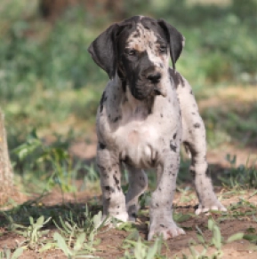 Great Dane puppy for sale