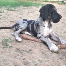 Ishana, merle Gran Danés en venta