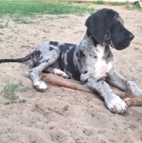 Deutsche Dogge Welpe kaufen