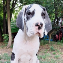 Rohr, harlequin Great Dane for sale