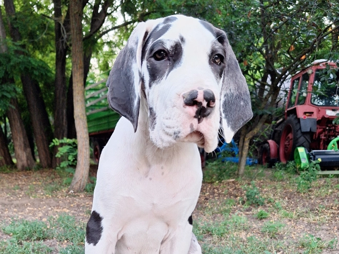 Perros Gran Danés en venta