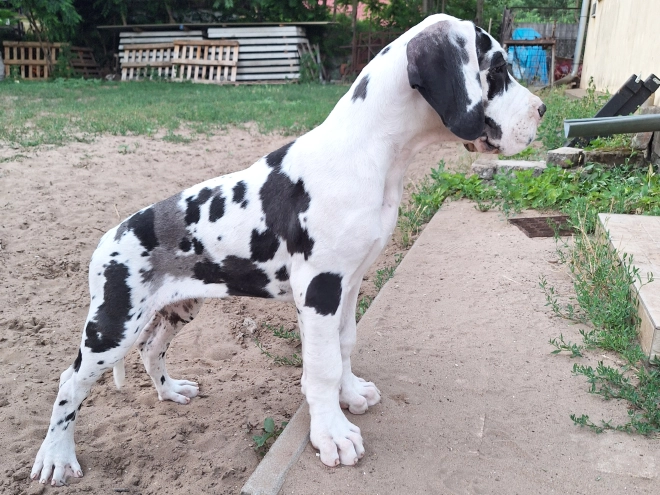 Perros Gran Danés en venta