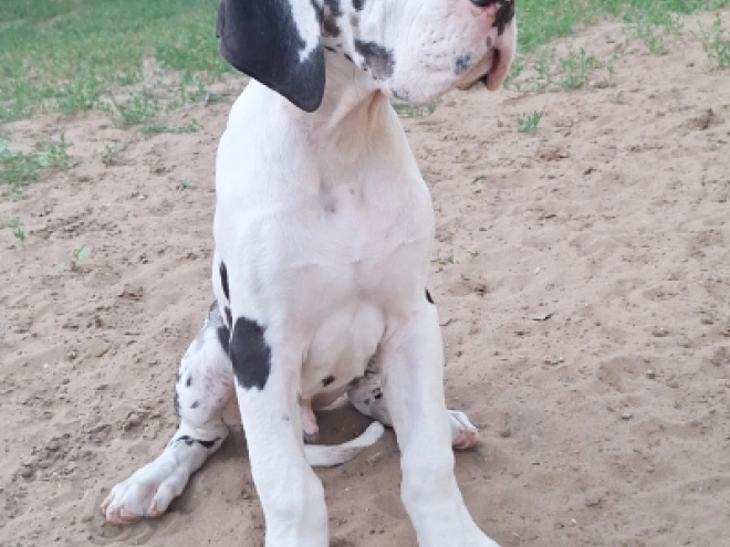 Perros Gran Danés en venta