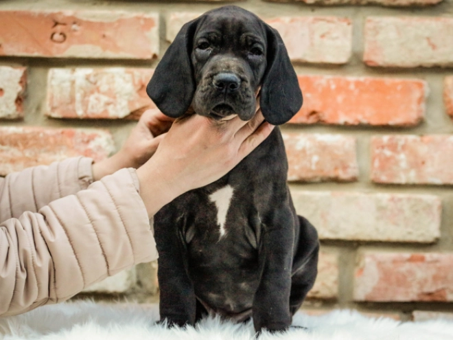 Deutsche Dogge Welpe kaufen