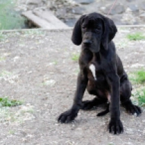 Astro, black Gran Danés en venta