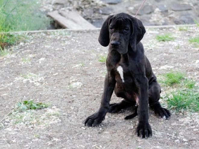 Deutsche Dogge Welpe kaufen
