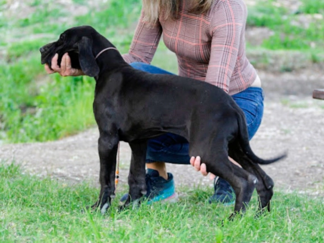 Deutsche Dogge Welpe kaufen