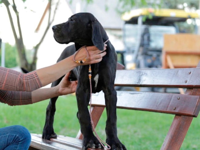 Deutsche Dogge Welpe kaufen
