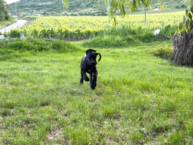 Deutsche Dogge Welpe kaufen