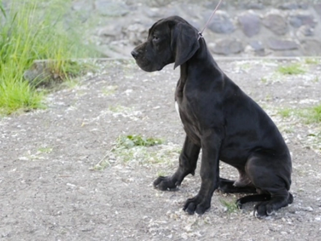 Deutsche Dogge Welpe kaufen