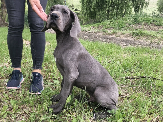 Great Dane puppy for sale