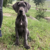Brawler, blue Gran Danés en venta