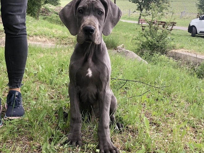 Great Dane puppy for sale