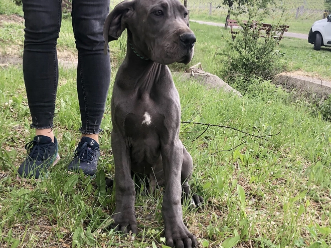 Great Dane puppy for sale