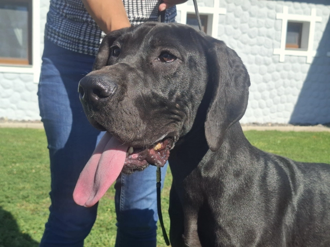 Great Dane puppy for sale