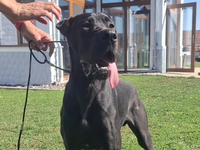 Great Dane puppy for sale