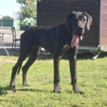 Auggie Doggie, black Deutsche Dogge Welpen kaufen