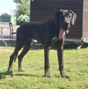 Deutsche Dogge Welpe kaufen