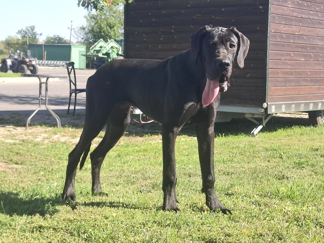 Great Dane puppy for sale
