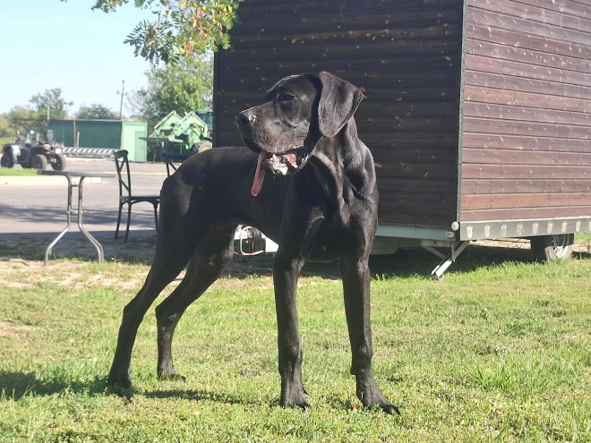 Great Dane puppy for sale