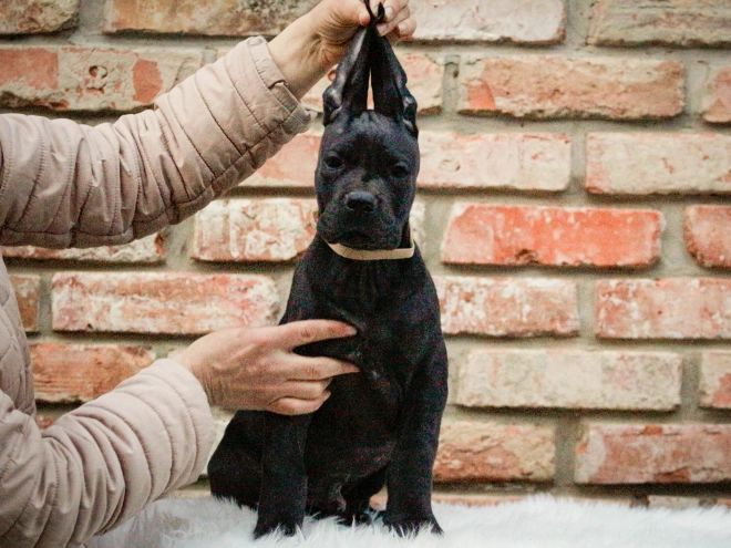 Deutsche Dogge Welpe kaufen