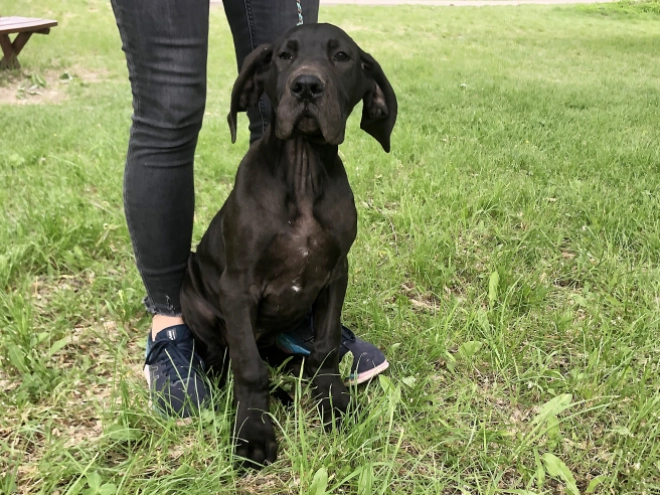 Great Dane puppy for sale