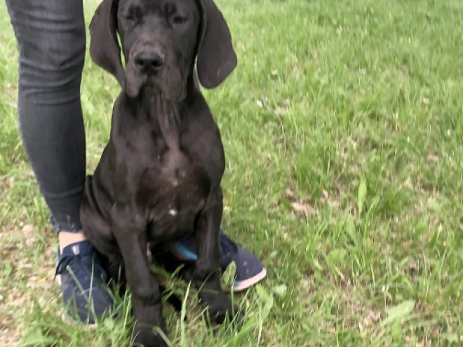 Great Dane puppy for sale