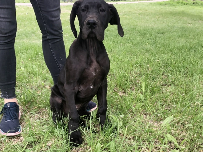 Great Dane puppy for sale