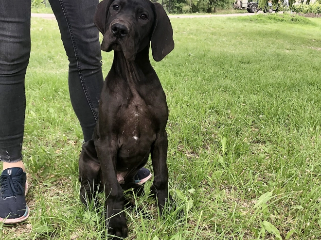 Great Dane puppy for sale