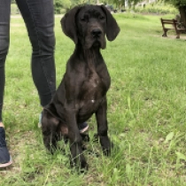 Auggie Doggie, black Gran Danés en venta