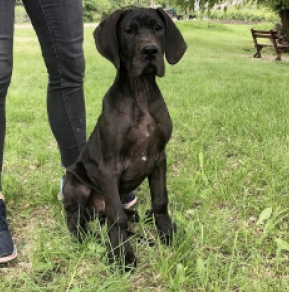 Deutsche Dogge Welpe kaufen